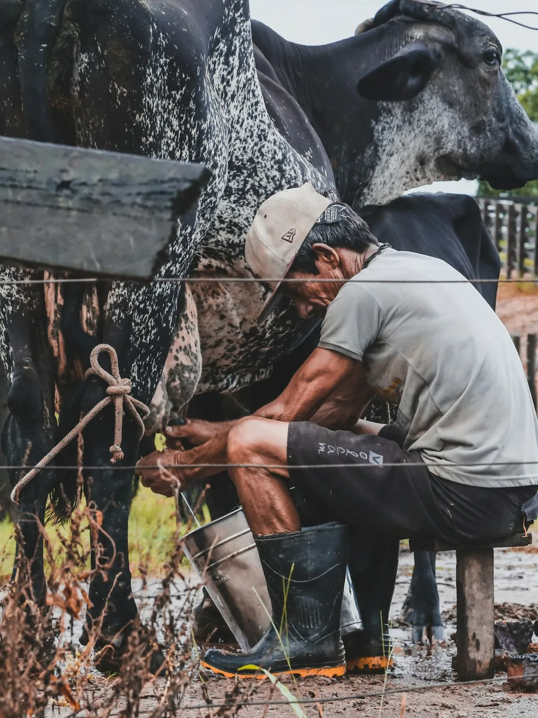 Un campesino ordeña una vaca